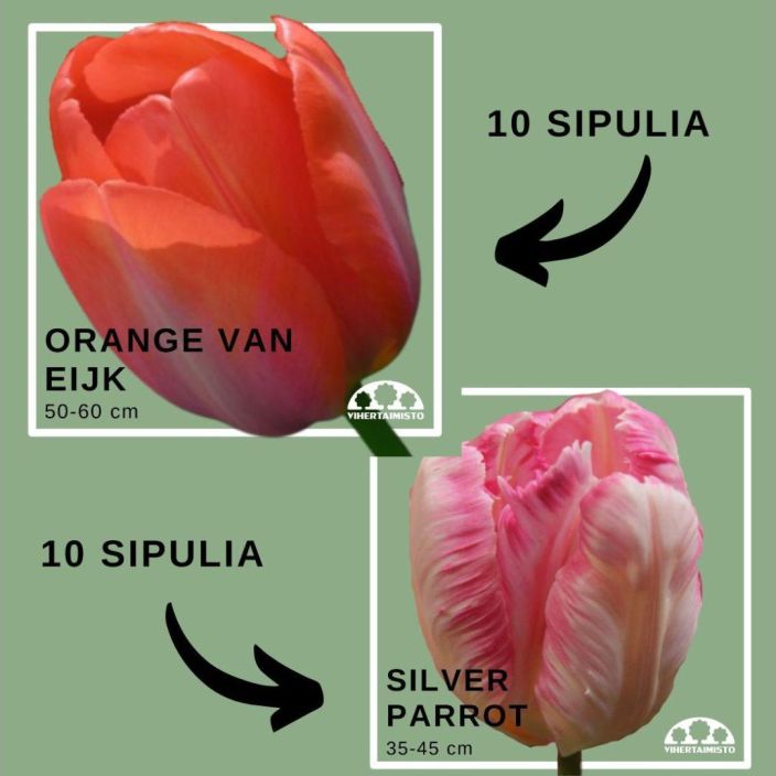 TULPPAANIMIX 'ORANGE VAN EIJK' + SILVER PARROT' 20 sipulia 10x'Orange van Eijk' + 10x'Silver Parrot' / ENNAKKOMYYNTI: