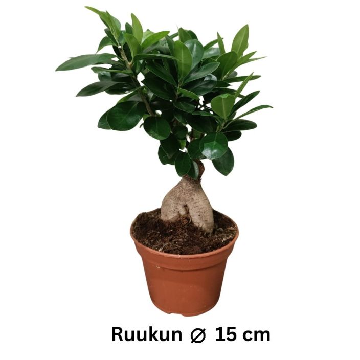 VARJOVIIKUNA 'GINSENG' Ficus microcarpa 'Ginseng' P15 Varjoviikuna, josta voit tehda vaikka bonsain