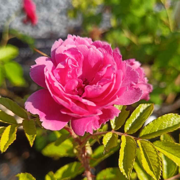NEILIKKARUUSU Rosa 'F. J. Grootendorst' AT 2L Sitkea kurtturuusun sukulainen / VAIN NOUTO