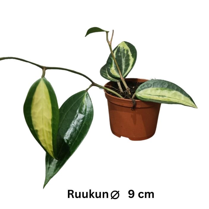 POSLIINIKUKKA 'POT OF GOLD' Hoya latifolia 'Pot Of Gold' P9 Isolehtinen posliinikukka
