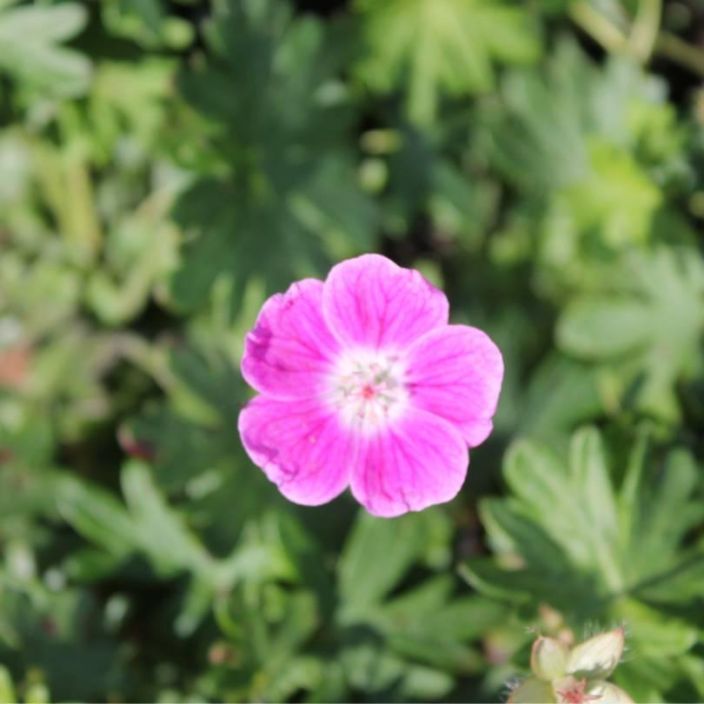 Geranium sanguineum 'Elke', verikurjenpolvi