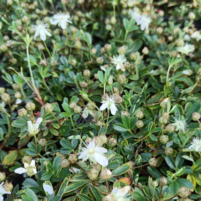 GRONLANNINHANHIKKI Sibbaldiopsis tridentata 'Nuuk' P9 Matala, varpumainen maanpeitekasvi