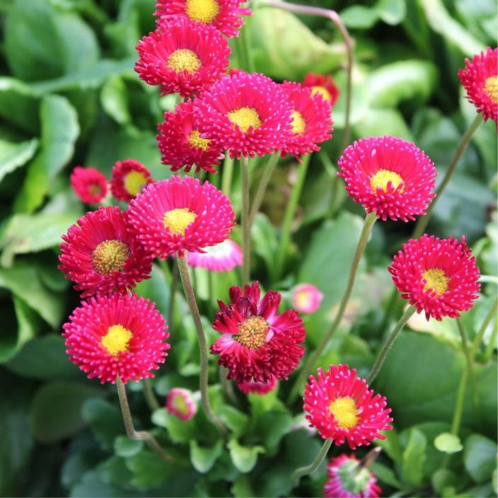 KAUNOKAINEN Bellis perennis P10 Matala perenna, joka kukkii punaisen ja valkoisen savyissa