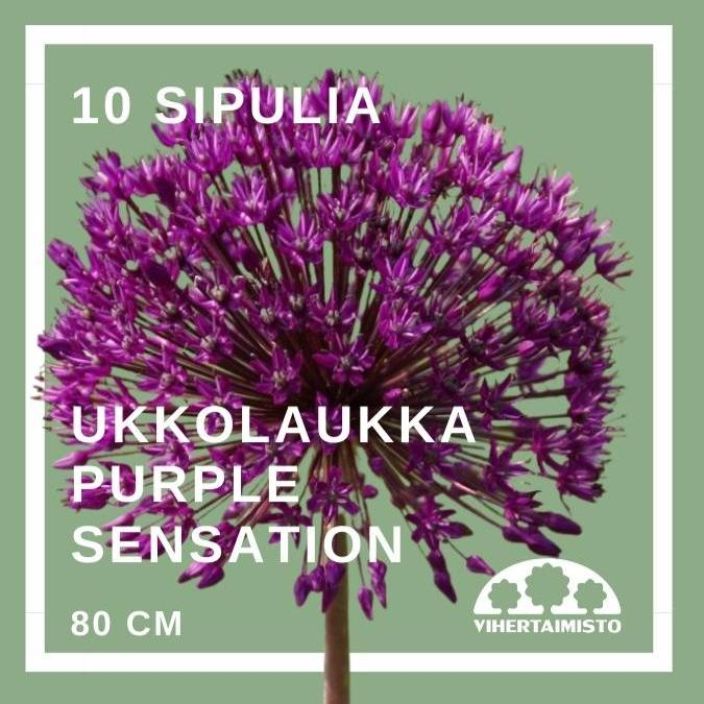UKKOLAUKKA 'PURPLE SENSATION' Allium 'Purple Sensation' 10 sipulia 10 sipulia pussissa