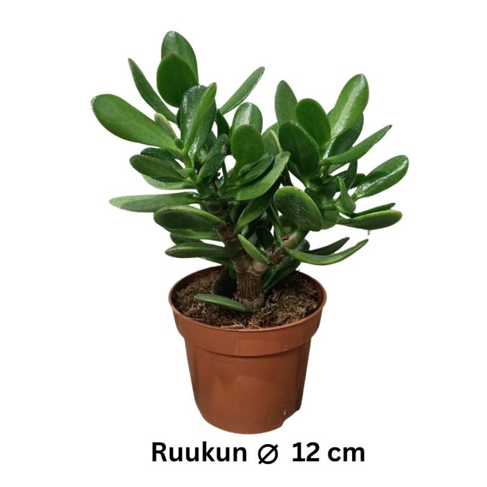 RAHAPUU Crassula ovata P12 Rahapuun peruslajike, rahapuuta kutsutaan myos nimella rahapaunikko