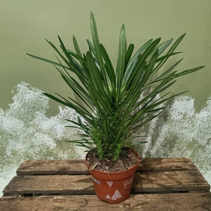 MADAGASKARINPALMU Pachyphytum lamerei P12 Piikikas kasvi, josta kaytetaan myos nimea aavikkopaksujalka