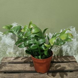 LEHTIKAKTUS 'CHRYSOCARDIUM' Epiphyllum chrysocardium P12