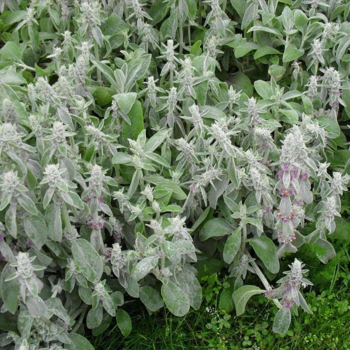 NUKKAPAHKAMO Stachys byzantina P10 Perenna, jonka lehdet ovat niin pehmoiset, etta maailmalla tata kutsutaan nimella &quot;lamb's
