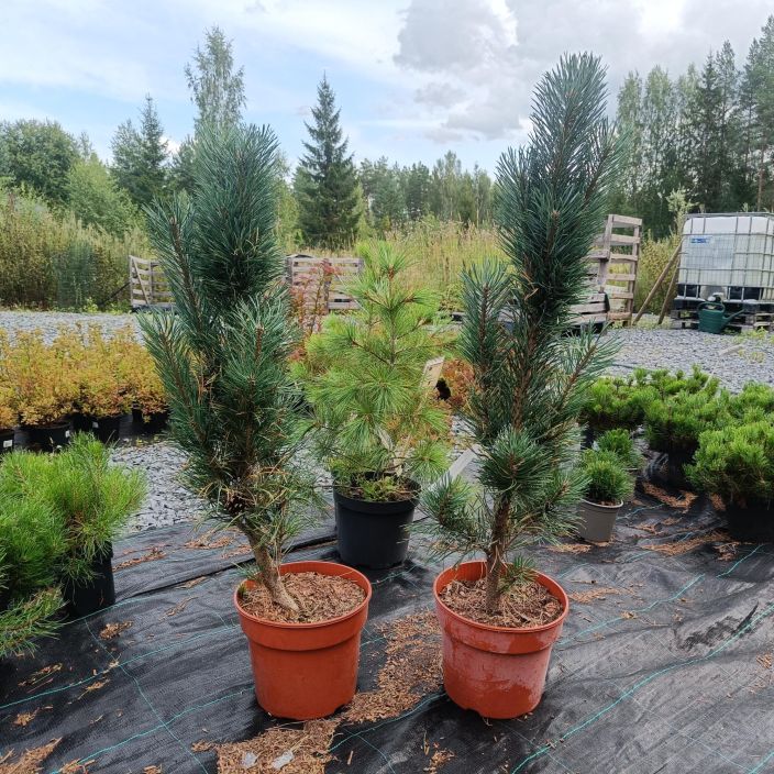 PILARIMANTY 'FASTIGIATA' Pinus sylvestris 'Fastigiata' 60-80 At 10L Pystyoksainen mantylajike / VAIN NOUTO
