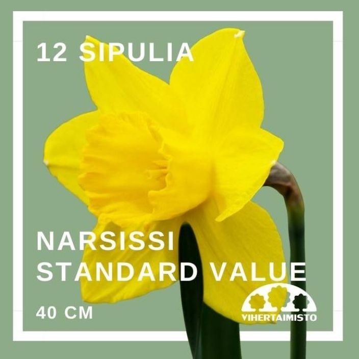 NARSISSI 'STANDARD VALUE' Narcissus 'Standard Value' 12 sipulia 12 sipulia pussissa