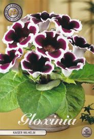 GLOKSINIA 'KAISER WILHELM' mukula 1 kpl