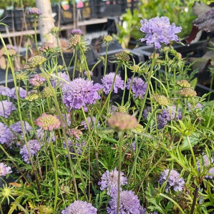 JAPANINTORMAKUKKA Scabiosa japonica P12 Hyva porriaiskukka