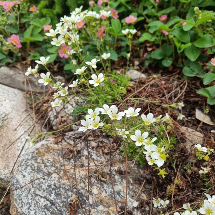PATJARIKKO 'SCHNEETEPPICH' Saxifraga x arendsii 'Schneeteppich' P10 Kevaalla valkoisena kukkiva maanpeiteperenna PATJARIKKO 'SCHNEETEPPICH' Saxifraga x arendsii 'Schneeteppich' P10 Kevaalla valkoisena kukkiva maanpeiteperenna