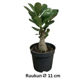 AAVIKKORUUSU Adenium obesum P11