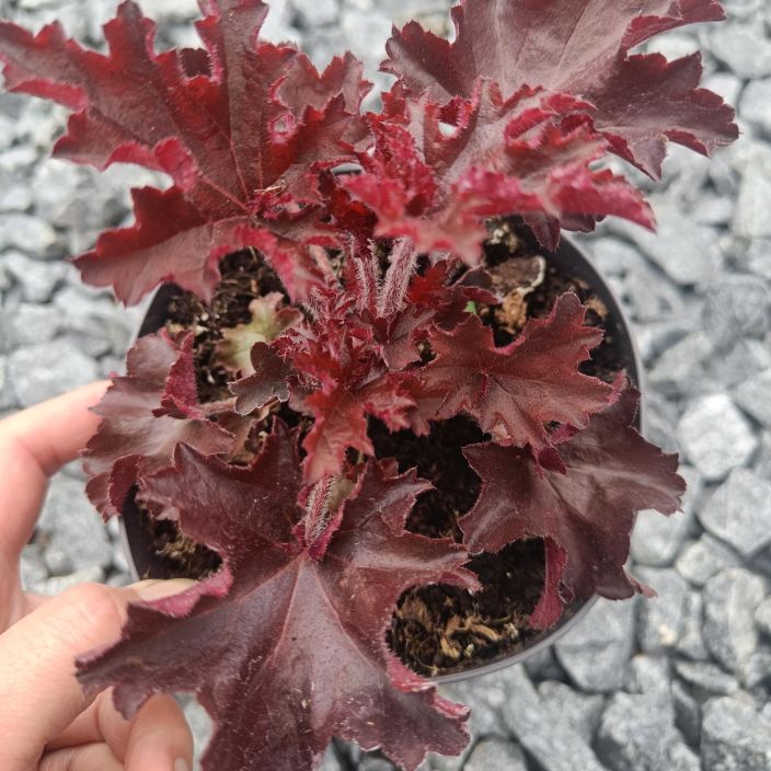 KEIJUNKUKKA 'MELTING FIRE' Heuchera 'Melting Fire' P13 Tummanpunalehtinen keijunkukka seka kausi-istutuksiin etta