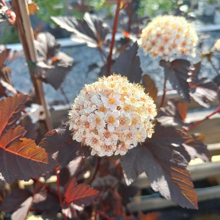 PURPPURAHEISIANGERVO 'DIABOLO' Physocarpus opulifolius 'Diabolo' runko 100 cm Rungollinen, tummalehtinen pikkupuu / VAIN