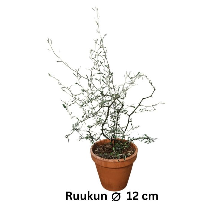 KOROKIA / KUMMITUSPUU Corokia cotoneaster P12 (saviruukku) Siro ja aavemainen kasvi