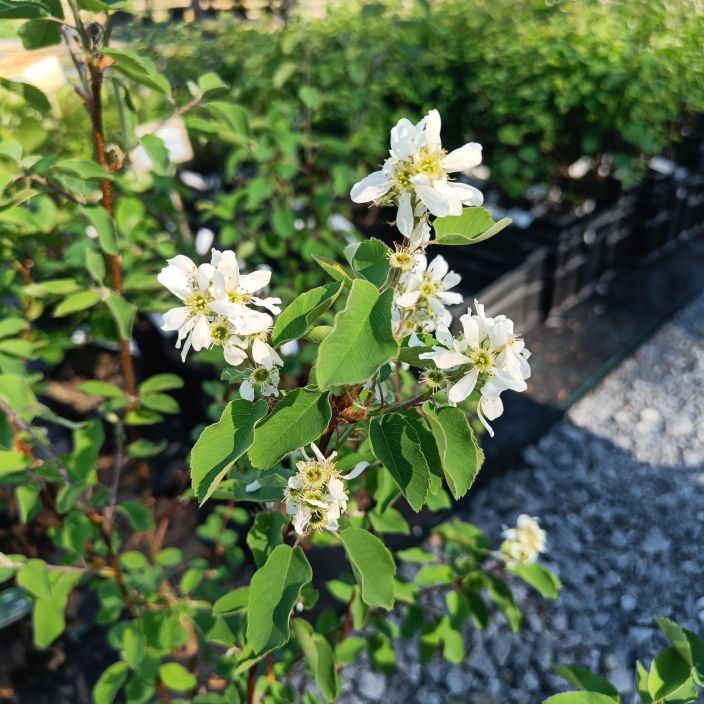 MARJATUOMIPIHLAJA Amelanchier alnifolia At 3 L Kestava ja koristeellinen aitapensas tai ryhmakasvi.