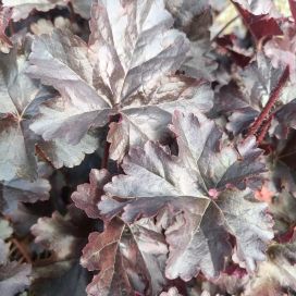 TARHAKEIJUNKUKKA 'WORLD CAFFE EXPRESSO' Heuchera 'World Caffe Expresso' P10