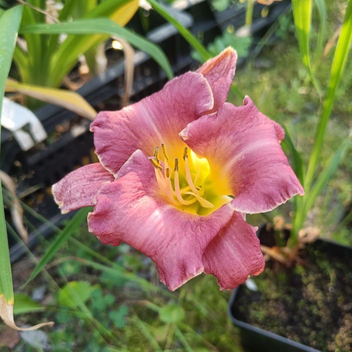 TARHAPAIVANLILJA 'BETTYLEN' Hemerocallis 'Bettylen' P11 Rimpsureunainen, purppurakukkainen paivanlilja