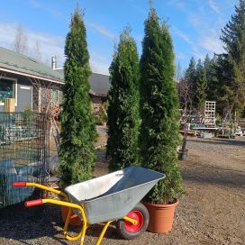 TIMANTTITUIJA Thuja occidentalis 'Smaragd' 200-225 cm