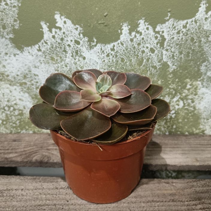 MEHIRUUSUKE 'PERLE VON NURNBERG' Echeveria 'Perle Von Nurnberg' P12 Punertavalehtinen mehiruusuke