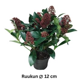 SKIMMIA Scimmia japonica P12