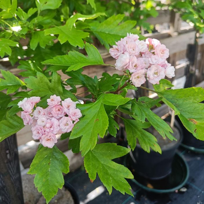 HELMIORAPIHLAJA 'TOBA' Crataegus x mordenensis 'Toba' 150-250 cm Valkokukkainen pikku puu pihalle, joka kestaa hyvin