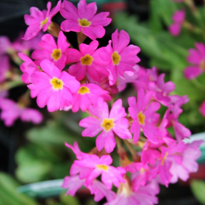 HIMALAJANESIKKO Primula rosea 'Gigas' P10 Pinkkikukkainen esikko