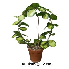 AUSTRALIANPOSLIINIKUKKA 'LISA' Hoya australis 'Lisa' kaaressa P12 lajike epävarma