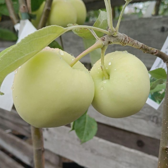 KESAOMENA 'VALKEA KUULAS' Malus domestica 'Valkea Kuulas' AT 7,5L Kestosuosikki syontiomena / VAIN NOUTO