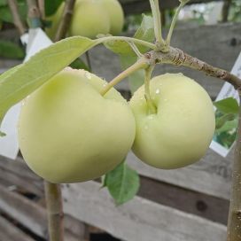 KESÄOMENA 'VALKEA KUULAS' Malus domestica 'Valkea Kuulas' AT 7,5L