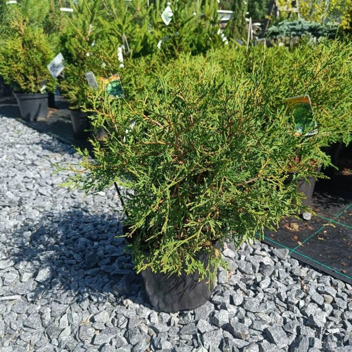 Thuja Occidentalis Globosa Pallotuija Lakeuden Vihertaimisto