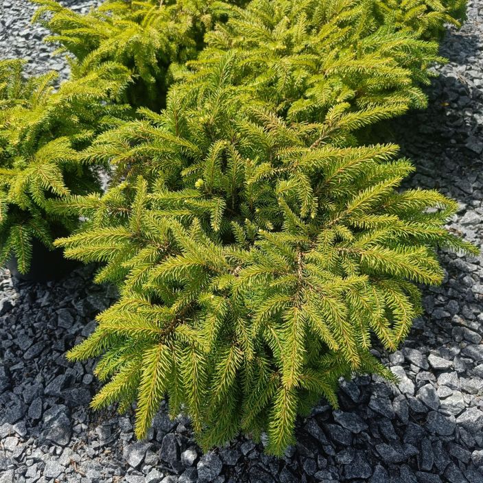 PESAKUUSI Picea abies 'Nidiformis' 40-50 cm Pieni, enemman leveytta kuin korkeutta kasvava kuusi
