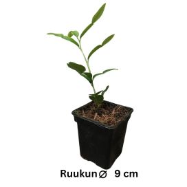 RYPPYLIMETTI / KAFFIRLIME Citrus hystrix P9