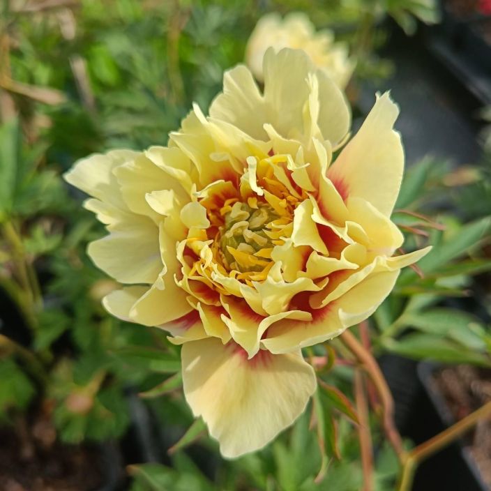 Itoh-Pioni, 'Prairie Charm' Puupionin ja kiinanpionin risteytys
