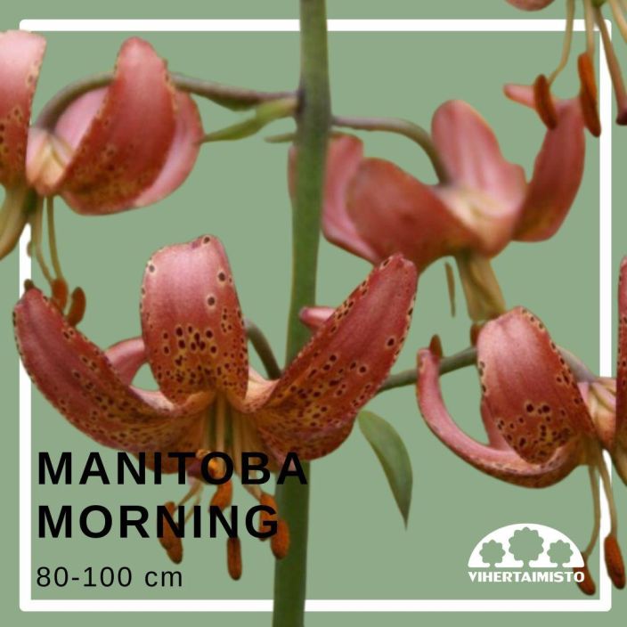 MARHANLILJA / VARJOLILJA 'MANITOBA MORNING' Lilium martagon-r 'Manitoba Morning' 2 sipulia Roosanpunainen, pilkullinen,
