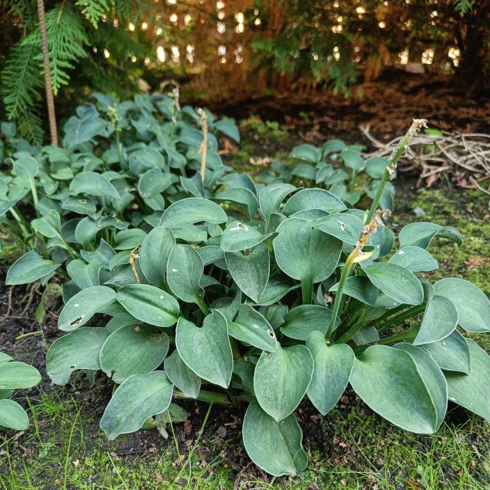 JALOKUUNLILJA 'BLUE MOUSE EARS' Hosta 'Blue Mouse Ears' P10 Hyvin pieni kuunliljalajike.
