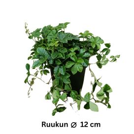 KÄÄPIÖKISSUS Cissus striata P12