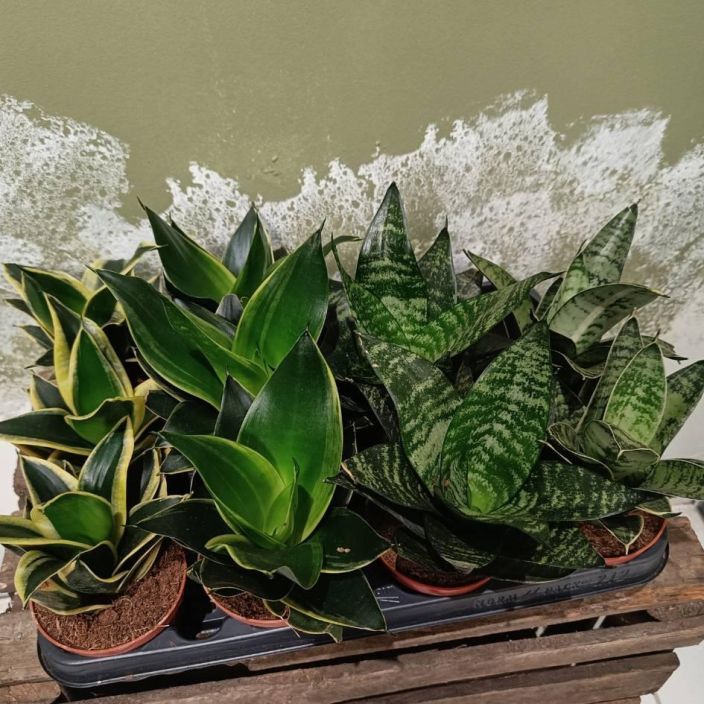 ANOPINHAMMAS 'HAHNII' MIX Dracaena (ent. Sansevieria) trifasciata 'Hahnii' P9 Sekoitus erilaisia anopinhampaita