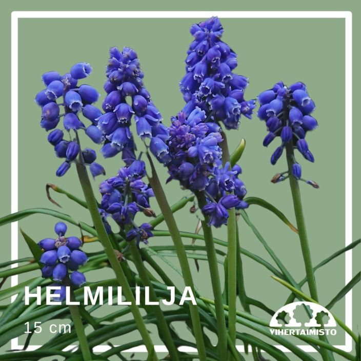 HELMILILJA Muscari armeniacum 25 sipulia Sininen helmililja / ENNAKKOMYYNTI: toimitus syyskuussa, lue koko kuvaus