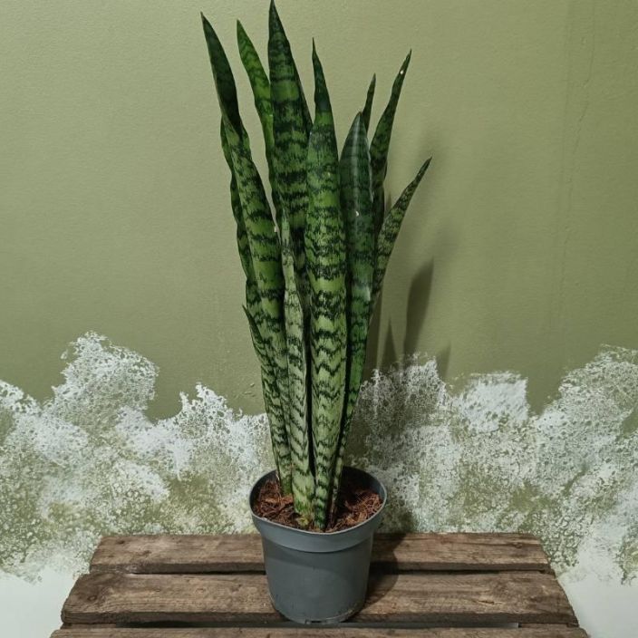 ISOANOPINKIELI 'SPEARMINT' Dracaena (ent. Sansevieria) trifasciata 'Spearmint' P14 Kirjavalehtinen anopinkieli