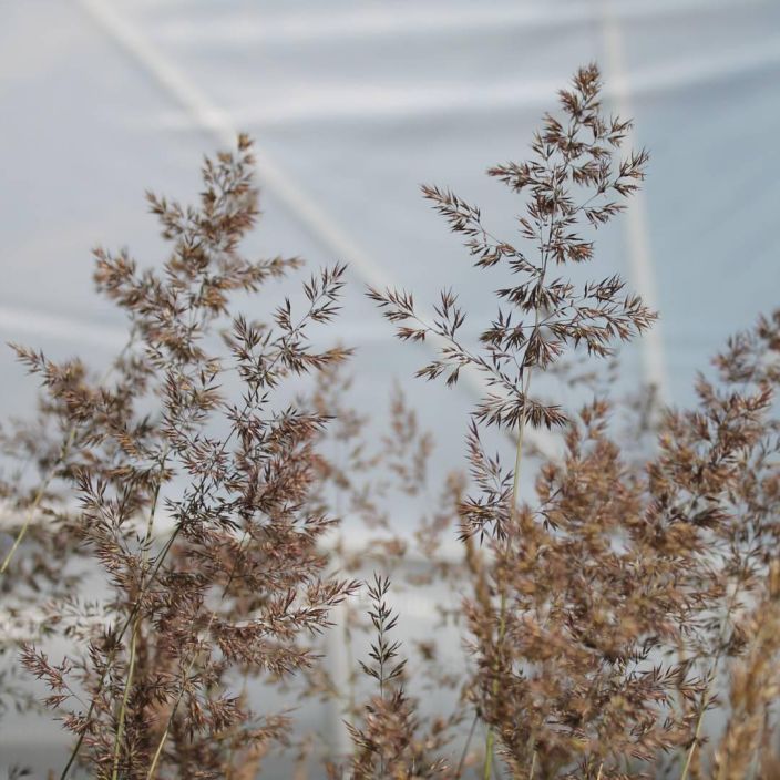 KORISTEKASTIKKA 'OVERDAM' Calamagrostis acut. x 'Overdam' P10 Monivuotinen heina
