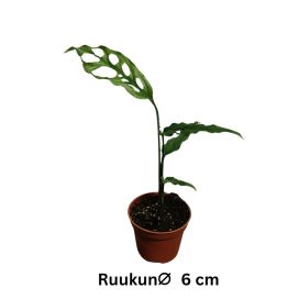 MENNINKÄISENLEHTI Monstera obliqua 'Peru' P6