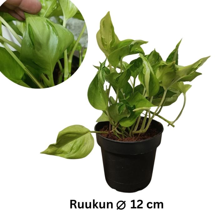 KULTAKOYNNOS 'CHAMPS ELYSEES' Epipremnum aureum 'Champs Elysees' P12 Vaalealehtinen kultakoynnos, jonka lehtien alapinnoilla KULTAKOYNNOS 'CHAMPS ELYSEES' Epipremnum aureum 'Champs Elysees' P12 Vaalealehtinen kultakoynnos, jonka lehtien alapinnoilla