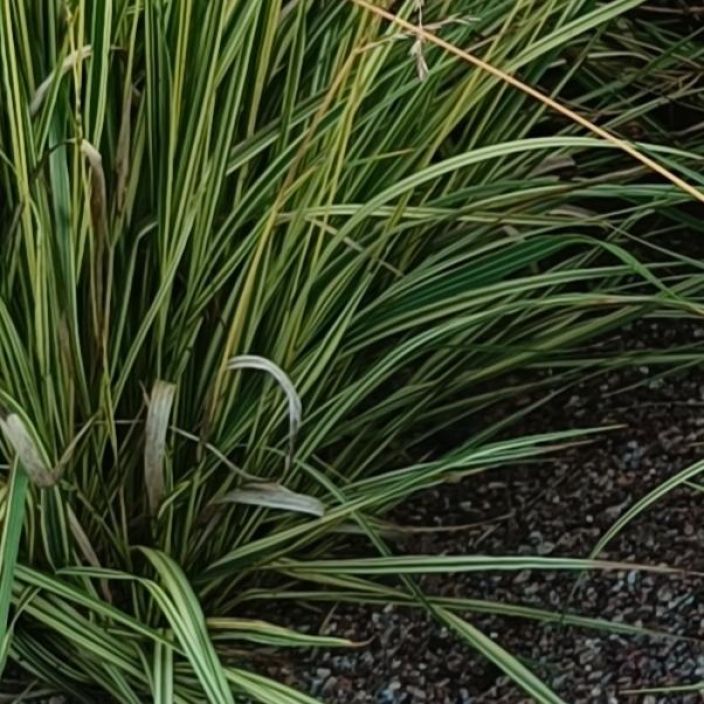 KIRJOSINIHEINA Molinia caerulea 'Variegata' P10 Raitalehtinen koristeheina