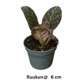 KUPARILEHTI 'COUNTRY BRILLIANCE' Episcia 'Country Brilliance' P6