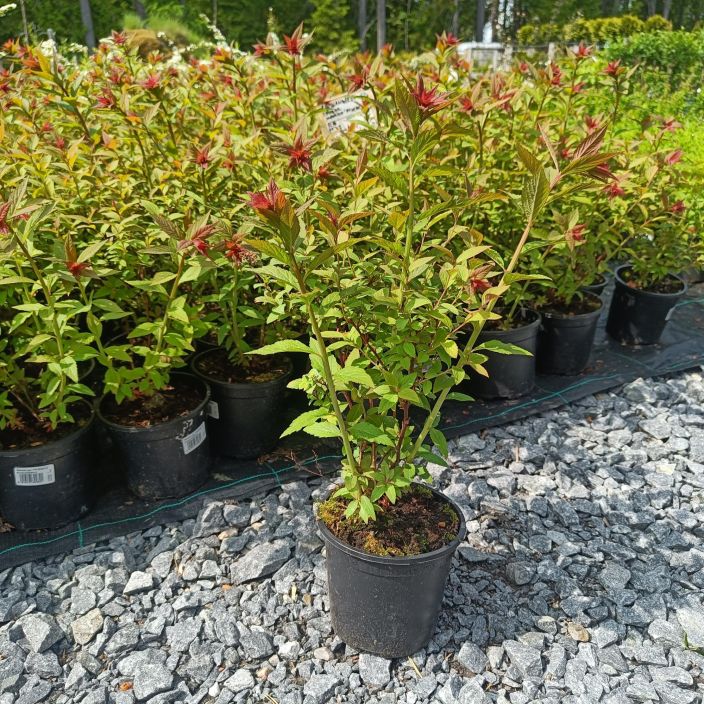 RUUSUANGERVO Spiraea japonica 'Froebelii' AT 1,5L Punertavakukkainen angervolajike