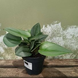 HOPEAKÖYNNÖS 'MOONLIGHT' Scindapsus treubii 'Moonlight' P12