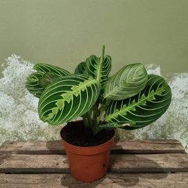 PAAVONNUKKUMATTI 'LEMON' Maranta leuconeura 'Lemon' P12